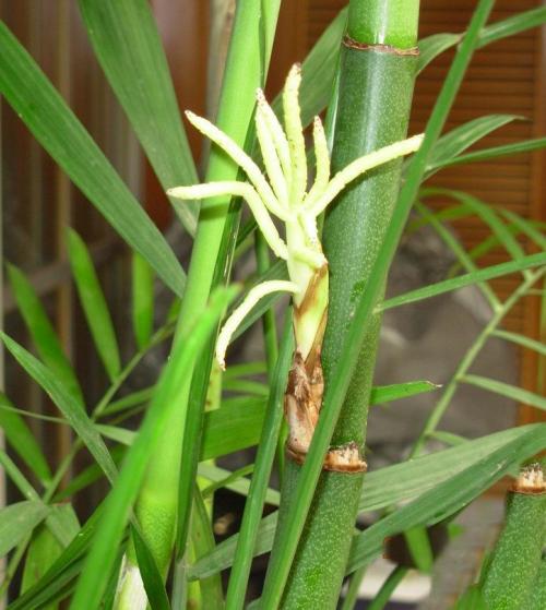 老祖宗讲的竹子开花马上搬家有科学道理吗听专家怎么说