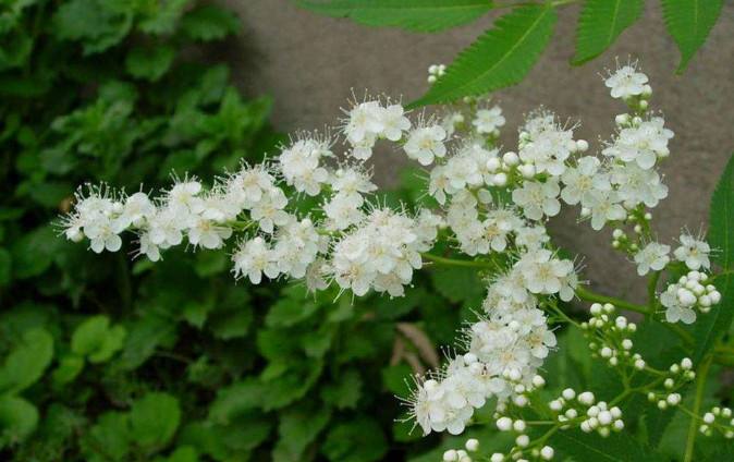 盆栽花卉植物珍珠梅怎麼養好?