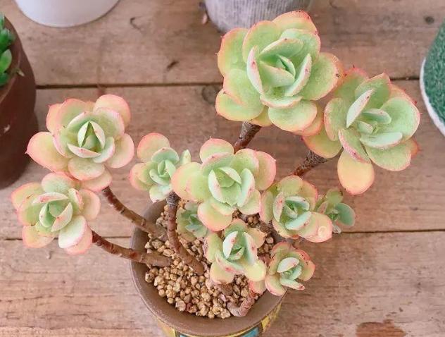 金秋十月养多肉碧桃鸡蛋莲花注意3点绿叶看着粉嫩嫩