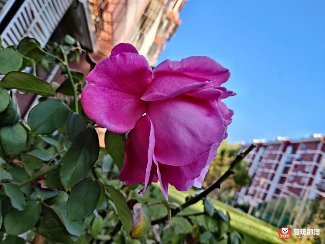 ▼一加8t 200万像素黑白风格镜头 拍摄的样张