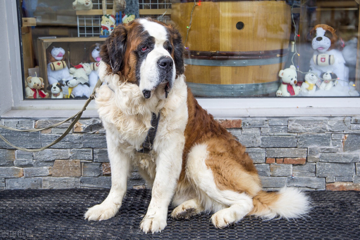 最温顺的6种中大型犬超适合陪伴孩子一起长大