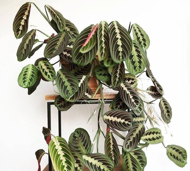 很适合茎插繁殖的叶蝉竹芋养成室内吊盆比其他竹芋好看多了