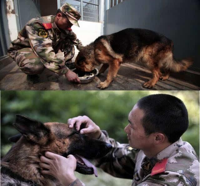 警犬死咬退伍老兵的行李不放 这一松口就是永别