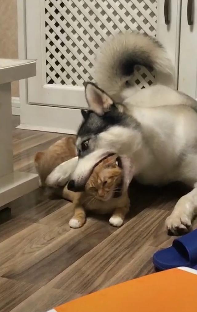 纯种哈士奇一口把橘猫的头咬进嘴里橘猫一脸委屈模样萌翻了