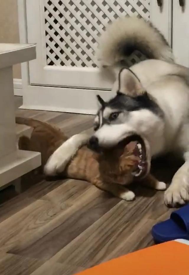 纯种哈士奇一口把橘猫的头咬进嘴里橘猫一脸委屈模样萌翻了