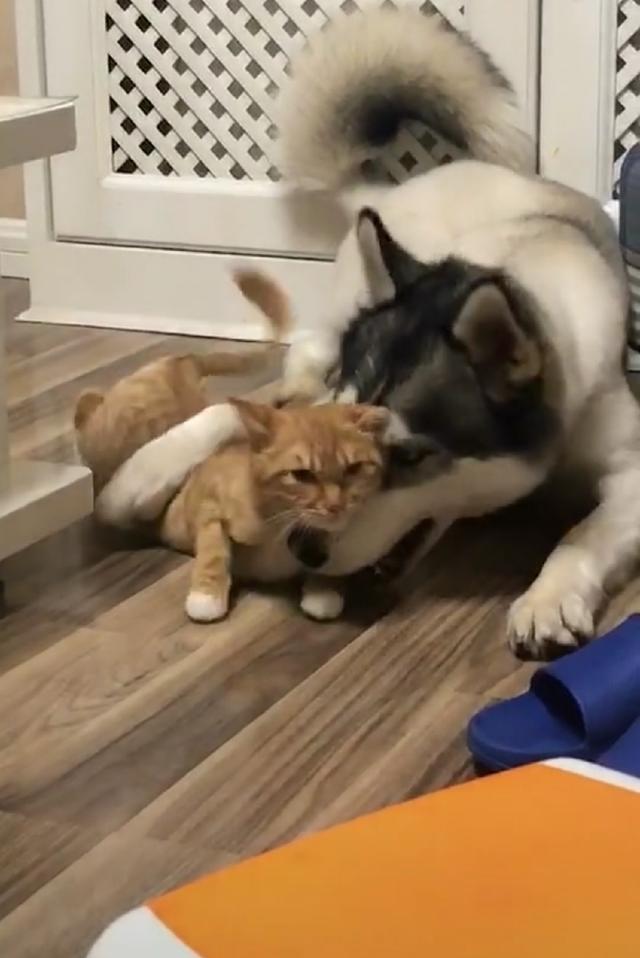 纯种哈士奇一口把橘猫的头咬进嘴里橘猫一脸委屈模样萌翻了