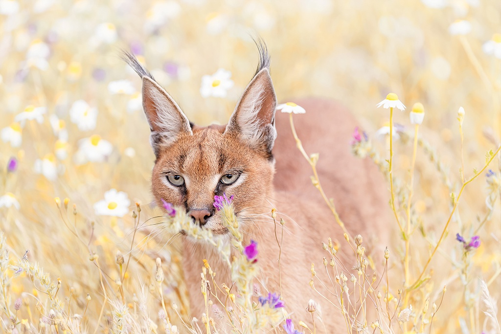狞猫跳起捕鸟身姿舒展宛若瑜伽达人