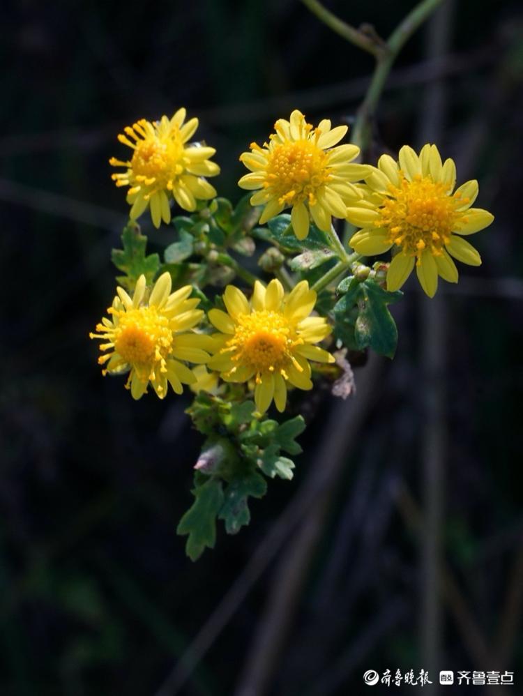 山坡上的野菊花,阳光下吐露芬芳
