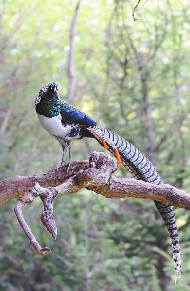 甘孜州首个野生鸟类野摄基地的高原唤鸟人