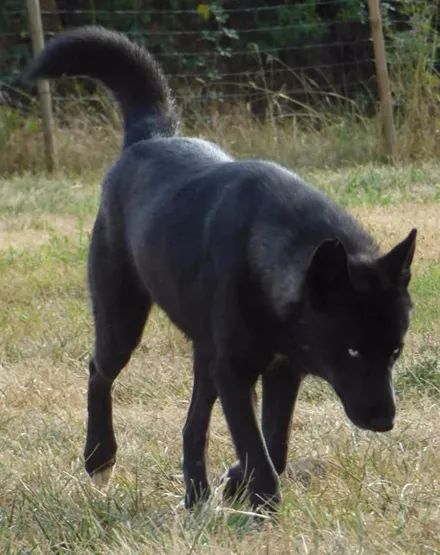 分享一只纯黑的哈士奇实属罕见