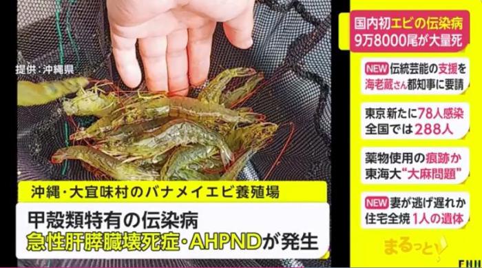 近日，日本冲绳县出现了一种名为“急性肝胰腺坏死症”(AHPND)的虾类传染病，已导致近10万只虾死亡。（图片来源：日本富士电视台视频截图）