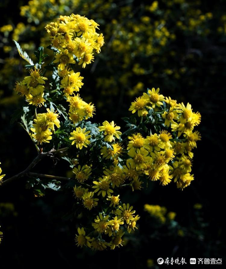 山坡上的野菊花,阳光下吐露芬芳
