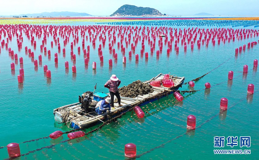 色彩斑斓的"海上牧场"|南澳岛_新浪新闻