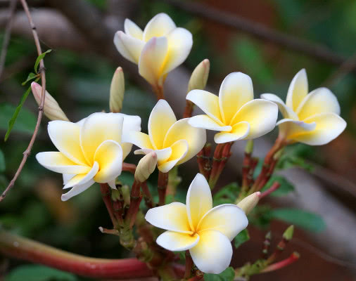 鸡蛋花怎么养更美观教你3个盆栽小妙招养出清新芳香的鸡蛋花