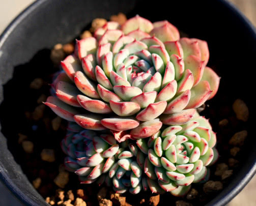 多肉姬莲怎么养更艳丽?教你3个小妙招,养出红润饱满的姬莲