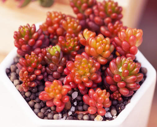 多肉红色浆果红润又剔透,告诉你3个养护小窍门,值得大家尝试