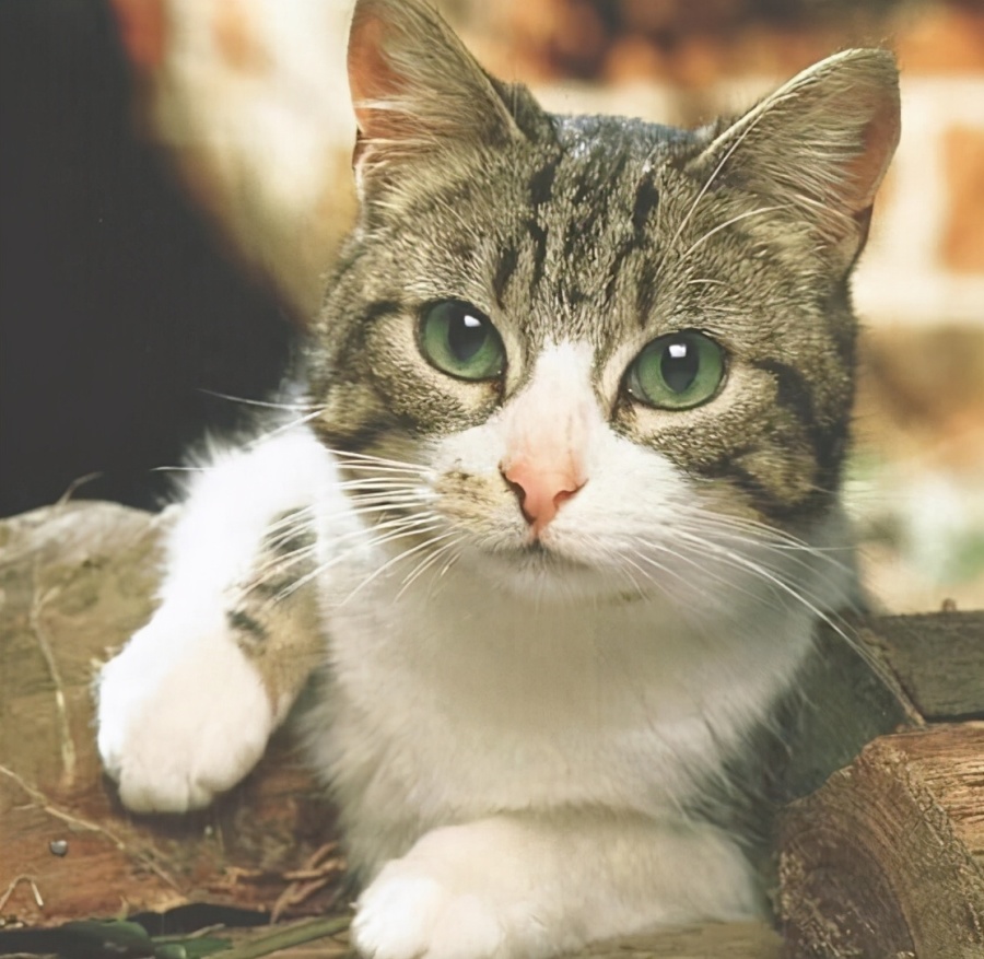“土猫不土”,中华田园猫一点也不比外国品种猫差|临清|猫|田园_新浪新闻