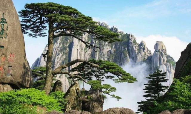 黄山迎客松保持一个姿势800年警卫24小时看守