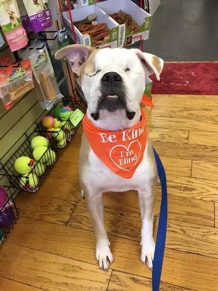 主人去世狗狗留在屋外无人问津,救助后瞎了双眼却找回快乐休闲区蓝鸢梦想 - Www.slyday.coM 主人去世狗狗留在屋外无人问津,救助后瞎了双眼却找回快乐休闲区蓝鸢梦想 - Www.slyday.coM