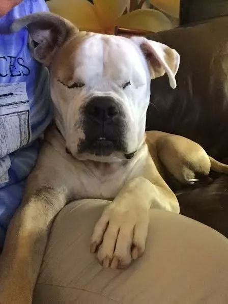 主人去世狗狗留在屋外无人问津,救助后瞎了双眼却找回快乐休闲区蓝鸢梦想 - Www.slyday.coM 主人去世狗狗留在屋外无人问津,救助后瞎了双眼却找回快乐休闲区蓝鸢梦想 - Www.slyday.coM