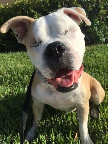 主人去世狗狗留在屋外无人问津,救助后瞎了双眼却找回快乐休闲区蓝鸢梦想 - Www.slyday.coM 主人去世狗狗留在屋外无人问津,救助后瞎了双眼却找回快乐休闲区蓝鸢梦想 - Www.slyday.coM