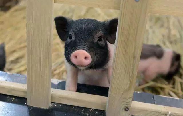 属猪人有"喜事砸头",点开开启2020一整年的福气,快打开看看!