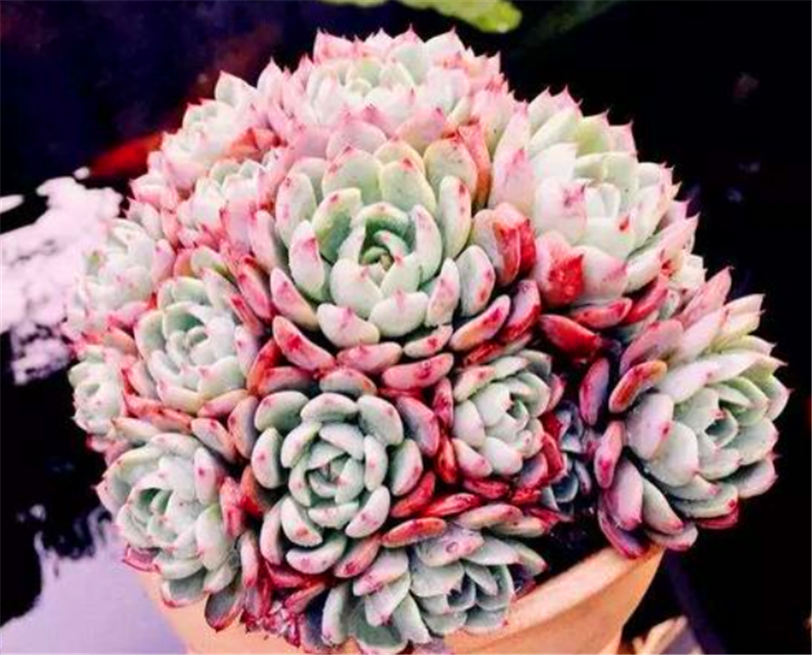 小巧多肉娜娜小勾,一不小心就爆盆,学会5要点,蓝粉精致超可爱