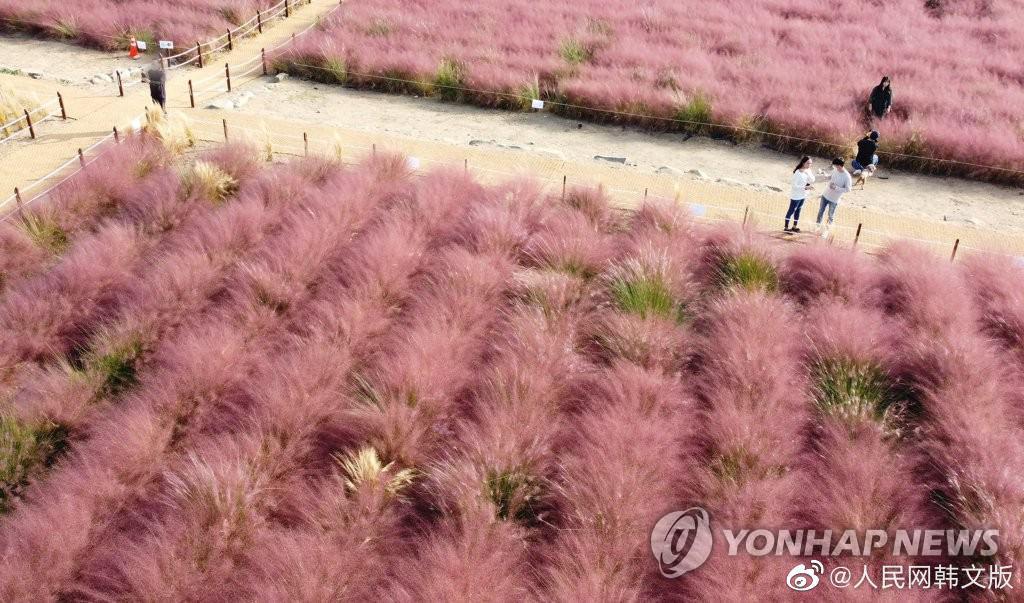 韩国忠南公州一见芒草便识秋粉色花海又霸屏