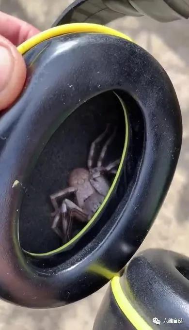 澳一猎人蛛爬进耳机躲藏,男子带耳机才发现,却驱赶不走只能丢弃