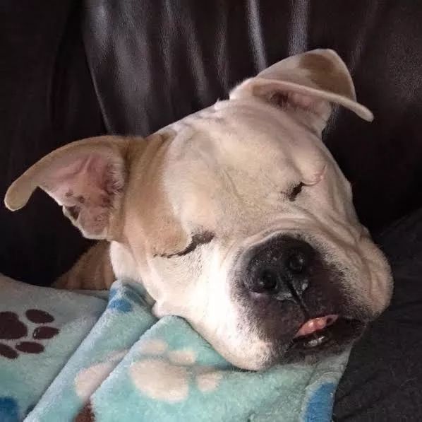 主人去世狗狗留在屋外无人问津,救助后瞎了双眼却找回快乐休闲区蓝鸢梦想 - Www.slyday.coM 主人去世狗狗留在屋外无人问津,救助后瞎了双眼却找回快乐休闲区蓝鸢梦想 - Www.slyday.coM