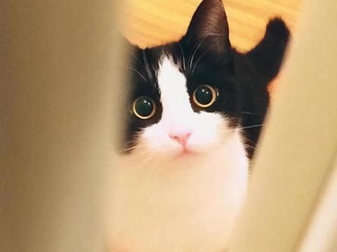“土猫不土”,中华田园猫一点也不比外国品种猫差|临清|猫|田园_新浪新闻