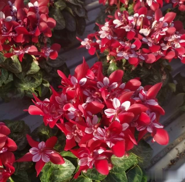 秋冬季养花,这8种花都可以,轻松上手,不怕冻,开花红艳艳|蟹爪兰|花卉