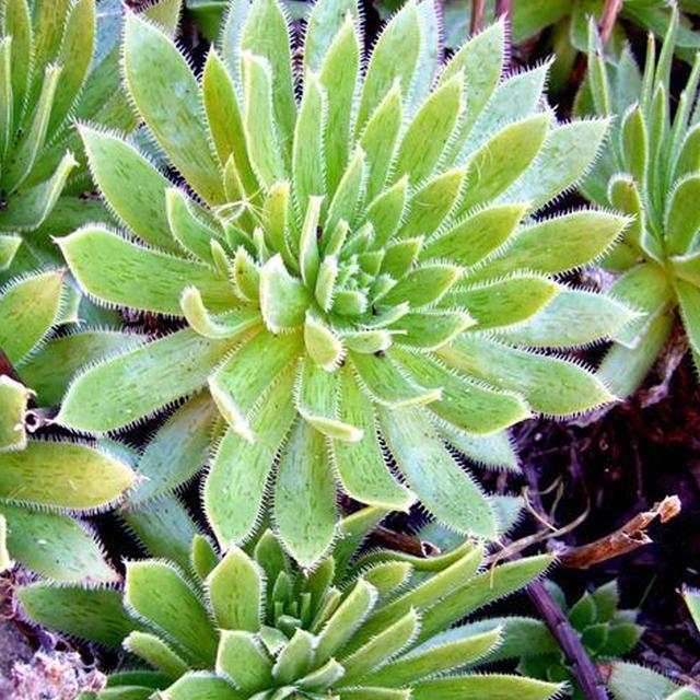 枝繁叶茂色泽碧绿的墨染毛叶莲花掌这么养护叶绿花开如精灵