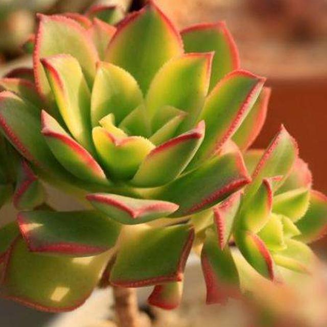 群生繁茂色彩宜人的夕映多肉艳日辉这么养护蓬勃壮丽生生不息