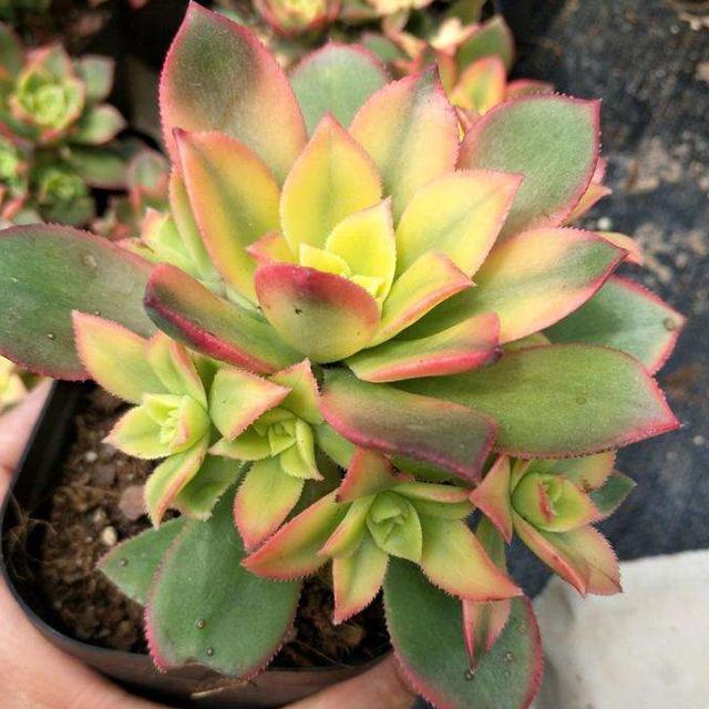 群生繁茂色彩宜人的夕映多肉艳日辉这么养护蓬勃壮丽生生不息