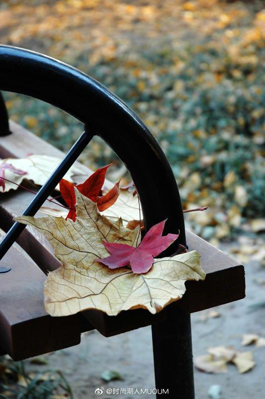 深秋的落叶不再是那么凄凉,"落红不是无情物,化作春泥更护花"