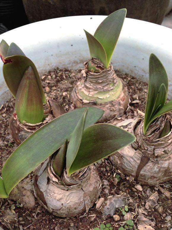 养1种"洋葱花",秋天栽盆里,冬天就开花,花苞又大又鲜艳