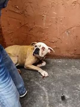 主人去世狗狗留在屋外无人问津,救助后瞎了双眼却找回快乐休闲区蓝鸢梦想 - Www.slyday.coM 主人去世狗狗留在屋外无人问津,救助后瞎了双眼却找回快乐休闲区蓝鸢梦想 - Www.slyday.coM