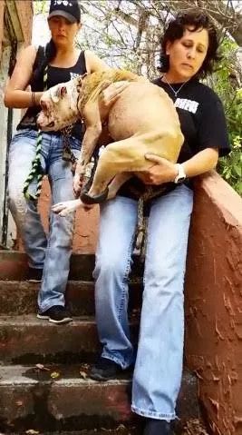 主人去世狗狗留在屋外无人问津,救助后瞎了双眼却找回快乐休闲区蓝鸢梦想 - Www.slyday.coM 主人去世狗狗留在屋外无人问津,救助后瞎了双眼却找回快乐休闲区蓝鸢梦想 - Www.slyday.coM