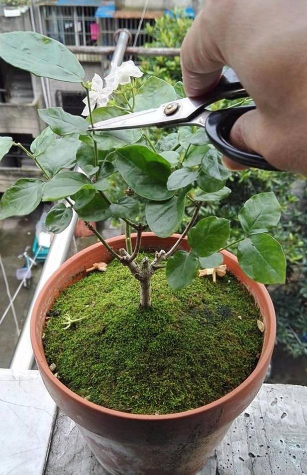 茉莉修剪讲究大找好茬剪一次撒点肥一年能爆5次花