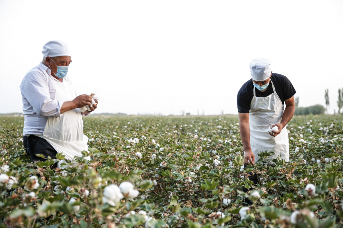 热合曼·热依木(左)在棉田里与儿子一起采摘棉花.受访者供图
