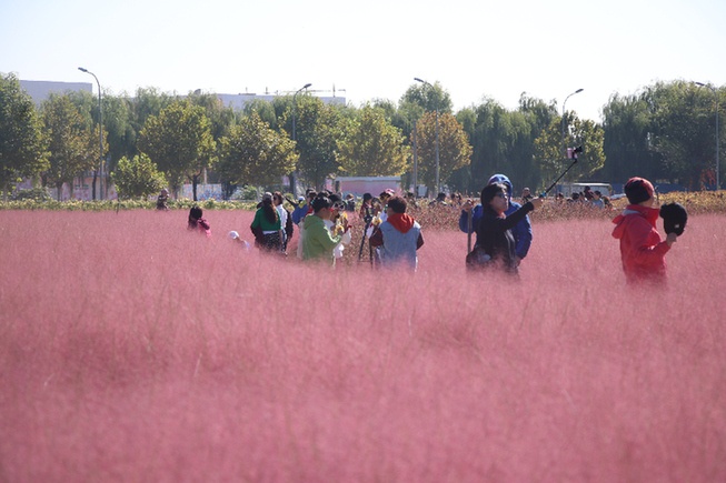 北京市怀柔区 中国影都 周边粉红花海成旅游打卡新热点 北京市 新浪财经 新浪网 北京市怀柔区 中国影都 周边粉红花海成旅游打卡新热点 北京市 新浪财经 新浪网