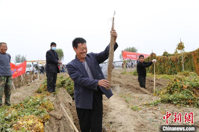 种植大户孟月洲在展示刚挖出的优质麻山药。　张旭宁 摄