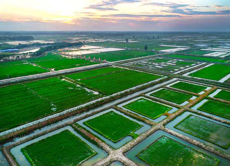 图为潜江市的“虾稻共作”模式。图源：作者