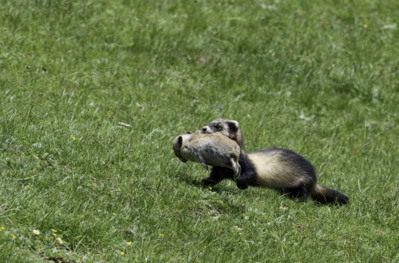 搬家的艾虎&nbsp; 李善元拍摄
