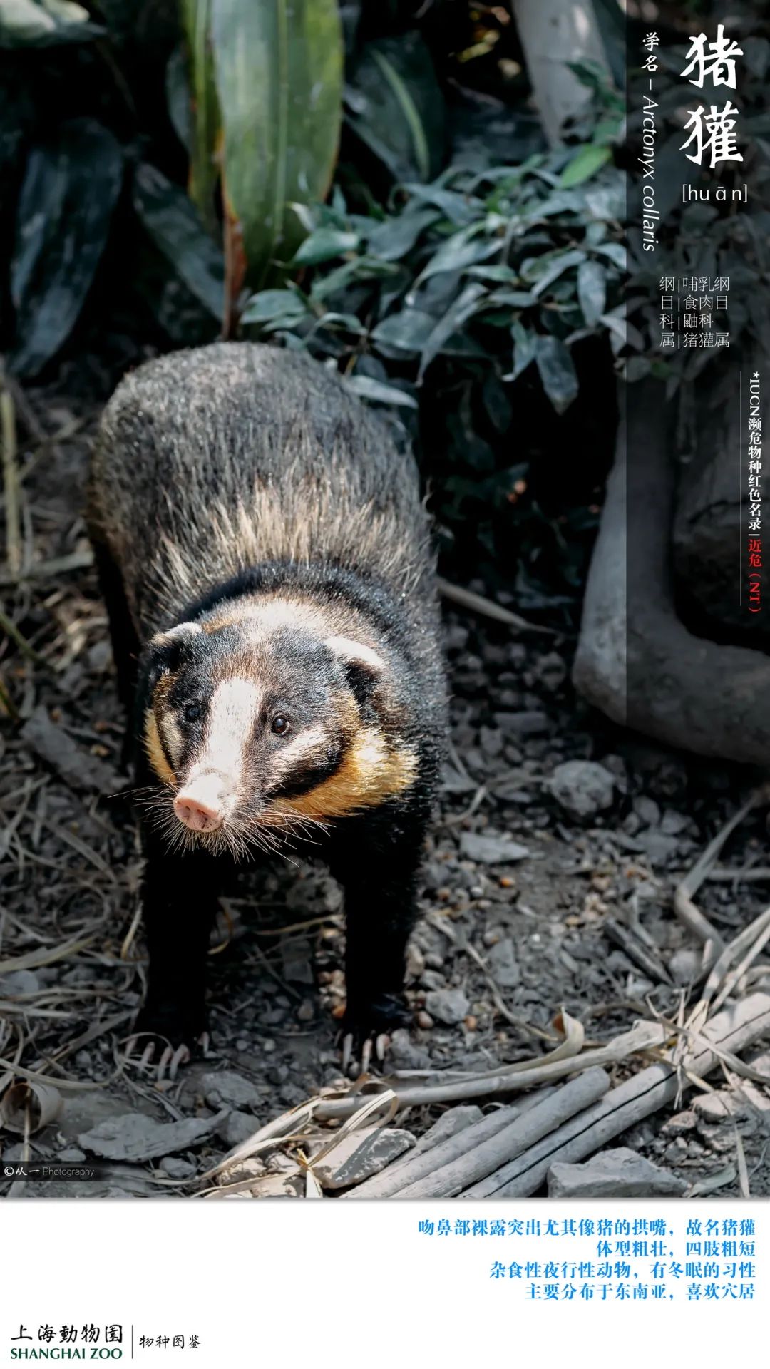 探索上海动物园乡土动物区21种动物大合集让你不再认错