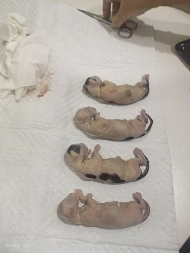 男子当街用开水烫猫,导致4只已成形的小猫胎死腹中