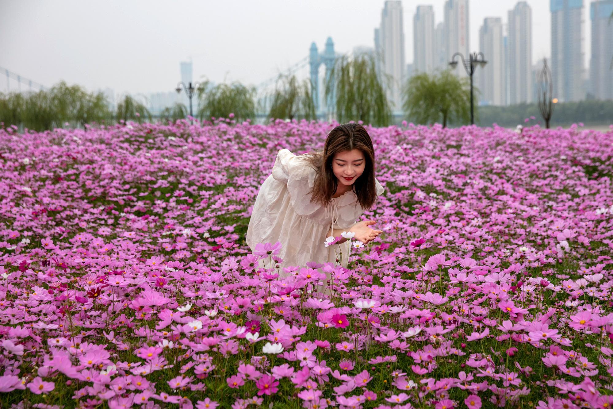 进入盛花期,种花人邀请武汉市民赏花拍照,呼吁文明游览