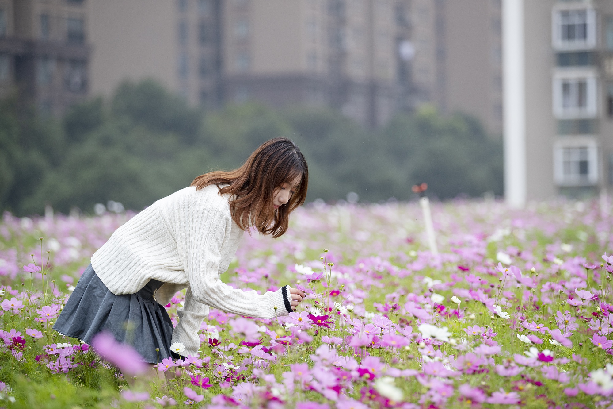 进入盛花期,种花人邀请武汉市民赏花拍照,呼吁文明游览