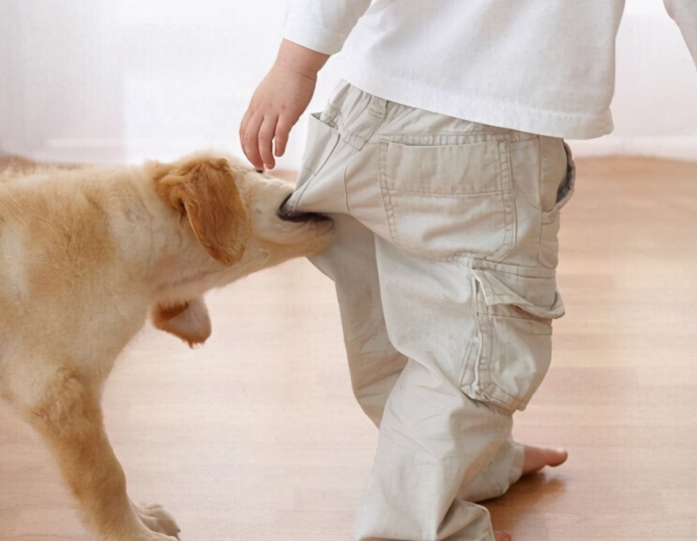 不拴绳大狗小区里追着孩子跑,狗主人:你人怎么不系起来?